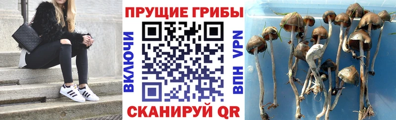 Галлюциногенные грибы прущие грибы  где купить   Вязники 